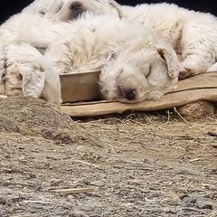 Aussiedoodle and Polish Tatra Sheepdog Puppies from Abbott Family Farm