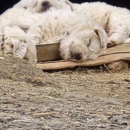 Aussiedoodle and Polish Tatra Sheepdog Puppies from Abbott Family Farm