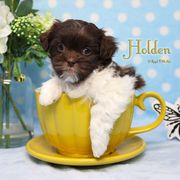 Holden - Brown male Mi-Ki puppy in Elizabeth, Colorado from Royal T Mi-Kis