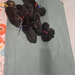 Purple - Black and rust male Beauceron puppy in Batavia, New York from Oakland Beaucerons