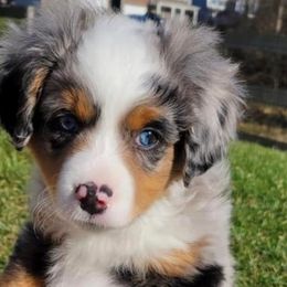 Miniature Australian Shepherds from KBAR Mini Aussies