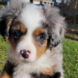 Miniature Australian Shepherds from KBAR Mini Aussies