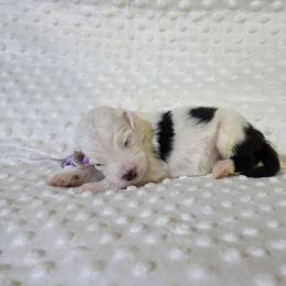 Ruth - Black and white female Sheepadoodle puppy in Weatherford, Texas from Oodles of poodles and doodles