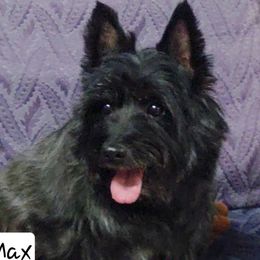 Max - Cairn Terrier