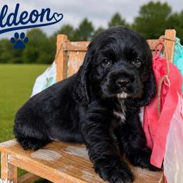 Gideon - Black male Cocker Spaniel puppy in Clinton, Oklahoma from Enchanted Spaniels