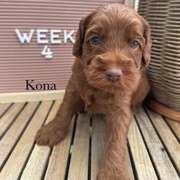 Kona - Caramel red male Australian Labradoodle puppy in Morgan Hill, California from Loving Labradoodle