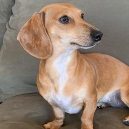 Greta - Dachshund