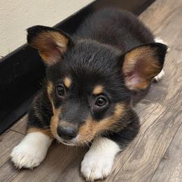 Boy 4 - Black and tan male Pembroke Welsh Corgi puppy in Middleburg, Florida from Mulkeys Little Corgis