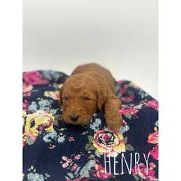 Henry - Red  male Goldendoodle puppy in Smithfield, Kentucky from KBK9 Kennels