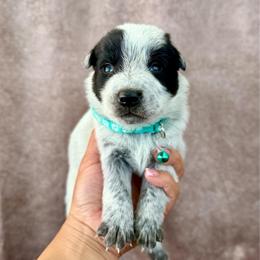 True - Blue male Australian Cattle Dog puppy in Sahuarita, Arizona from A2 Australian Cattle Dogs