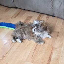 Sage - Brindle male Lhasa Apso puppy in Hillsboro, Oregon from Luv-N-Laughter Lhasa Apsos