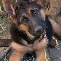 Grey - Black and red female German Shepherd puppy in Sacramento, California from Von Blackwolf German Shepherds