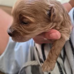 Nana - Red female Maltipoo puppy in Corona, California from Poodle house CA