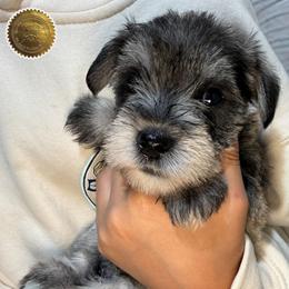 Ruby - Salt and pepper female Miniature Schnauzer puppy in Frankford, Delaware from Miniature Schnauzers of Delmarva