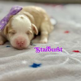 Starburst - Caramel red female Australian Labradoodle puppy in Calhoun, Louisiana from Arrowhead Australian Labradoodles