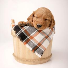 Patch - Dark golden male Golden Retriever puppy in Buhl, Idaho from Atkinson's Goldens
