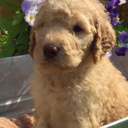 Goldendoodle Puppies from Connie’s Goldendoodles