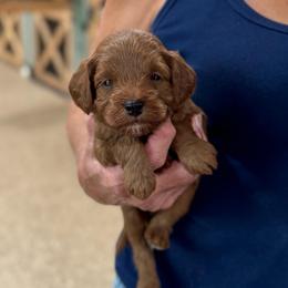 Tag - Red  male Goldendoodle puppy in Wharton, Texas from Little Fur Friends