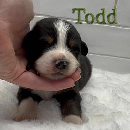 Todd - Black tri-color male Australian Shepherd puppy in Zephyrhills, Florida from Highland Shelties & Aussies