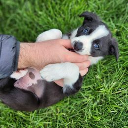 Border Collie Puppies from Gulan Farm Border Collies