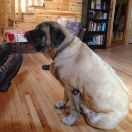 Mastiff Puppies from Celtic's Mastiffs