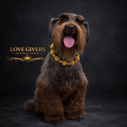 Skylar - Miniature Schnauzer