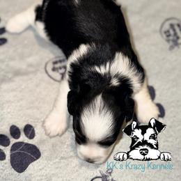 Black parti - Parti male Miniature Schnauzer puppy in Kaufman, Texas from KK’s Krazy Kennels