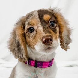Dachshund, Great Dane, and Yorkshire Terrier Puppies from WZ Kennels