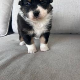 Rue - Black tri-color female Australian Shepherd puppy in Mcmillan, Michigan from Hall-N-Auss Australian shepherds