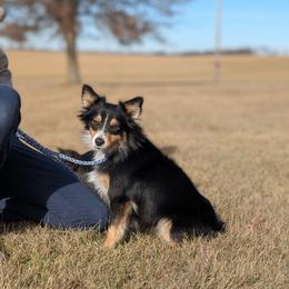 Millie - Miniature Australian Shepherd