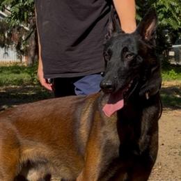 Jigsaw - Belgian Malinois