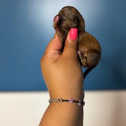 Girl 2 - Chocolate and tan female Shih Tzu puppy in Roseville, Michigan from Diamond Paws LLC