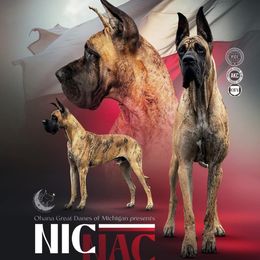 Nic Nac - Great Dane