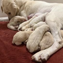 Scarlet - Yellow female Labrador Retriever puppy in Sweet Home, Oregon from Knotty Creek Labradors