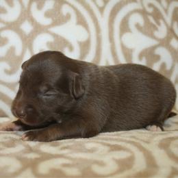 Mocha - Red tri male Miniature Australian Shepherd puppy in Licking, Missouri from Burnett Aussies