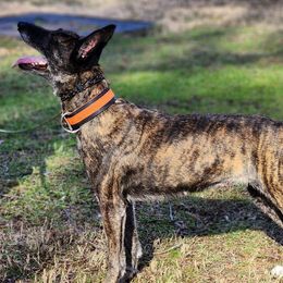 Belgian Malinois and Dutch Shepherds from E&H Working dogs