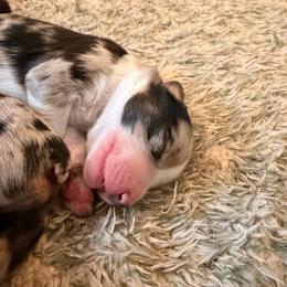 Bailey - Blue merle male Miniature Australian Shepherd puppy in Harpers Ferry, West Virginia from Carter's Cuties