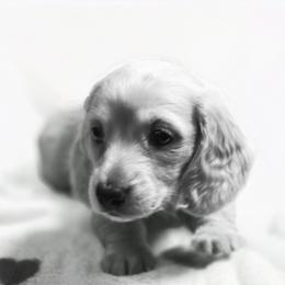 Mara's smaller cream girl - Cream female Dachshund puppy in Lyle, Washington from Wines Wienery