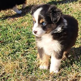 Biggs - Black tri Toy Australian Shepherd puppy in Lenoir, North Carolina from Brittany's Brats