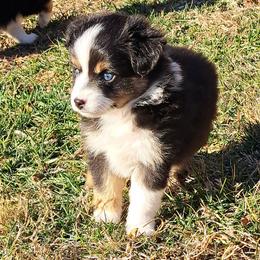 Biggs - Black tri Toy Australian Shepherd puppy in Lenoir, North Carolina from Brittany's Brats