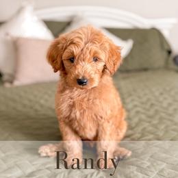 Randy - Red  male Goldendoodle puppy in Melba, Idaho from KZ Doodles