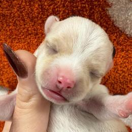 Luna - White female Chihuahua puppy in Seneca, Missouri from Stephanie’s Puppy Colony