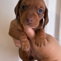 Sally - Sable female Dachshund puppy in Springfield, Tennessee from Savannah’s Doxie Palace