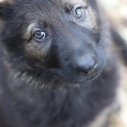 German Shepherd Puppies from Vom Haus Highlands