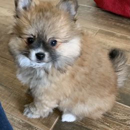 Pomeranian Puppies from Jazzy Poms