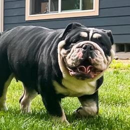 Shellie - Black tri-color female Bulldog puppy in Bonney Lake, Washington from Sitka spruce bulldogs