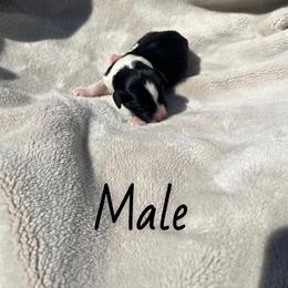 Folly - Black tri-color male Aussiedoodle puppy in Cleveland, Tennessee from C&S Kennels