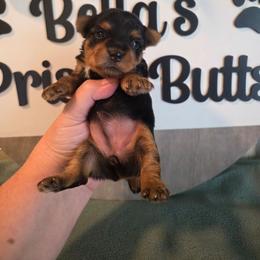 Lexi - Black and gold female Yorkshire Terrier puppy in Clermont, Florida from Bella's Prissy Butts