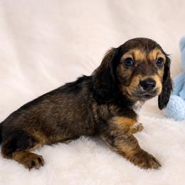 Sable Male - Sable male Dachshund puppy in Gravois Mills, Missouri from Benji’s Babies