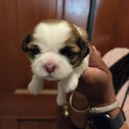 Girl 1 - female Shih Tzu puppy in Hemet, California from Kimberly's Heavenly Shih Tzus